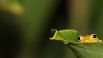 Frog HD Wallpaper High Quality