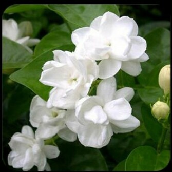 Flowers For Flower Lovers Jasmine