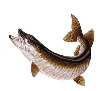 Muskie Pictures Art