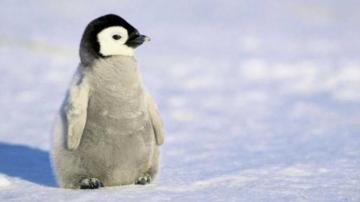 Penguin Background Image All White