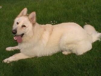 White German Shepherds Shepherd Dog Forums