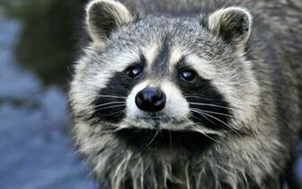 Raccoon Computer Wallpaper Desktop Background Id
