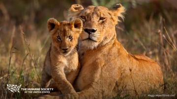 The Humane Society Of United States On Big Cats Need
