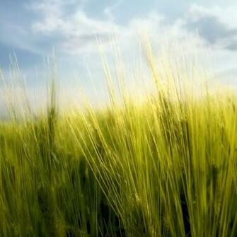 Spring iPad Wallpaper