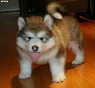 Baby Huskie Wallpaper