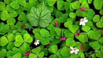 Flowers Spring Clover Wallpaper