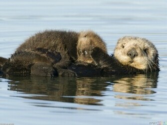 Sea Otter Mother And Pup Monterey Bay California Wallpaper