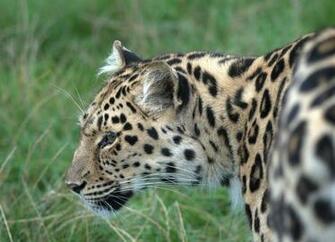 Big Cats Wallpaper