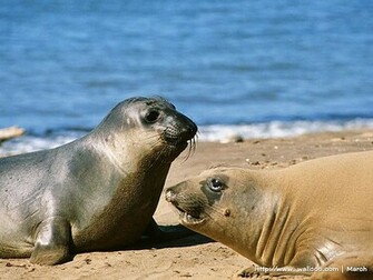 Wallcoo Sea Lion Wallpaper Ea22013