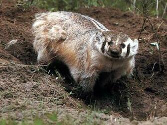 Badgers Wallpaper Background