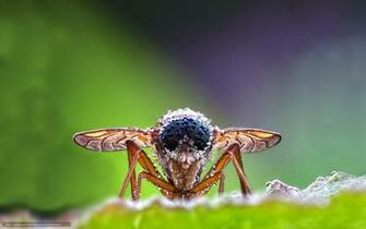 Wallpaper Insect Fly Eyes Feet Desktop
