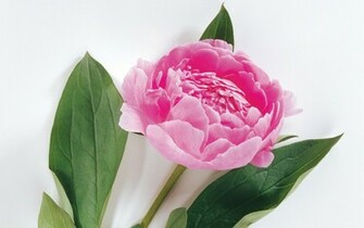 Pink Peony Wallpaper