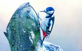 Woodpecker Wallpaper