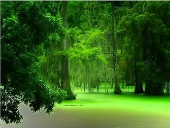 Green Space Wallpaper