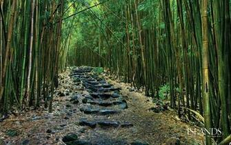 Animals Image Image For Tropical Rainforest Bamboo Photography