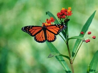 Beautiful Wallpaper For Desktop HD Butterfly