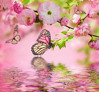Water Spring Bloom Butterflies Pink Wallpaper Photos Pictures