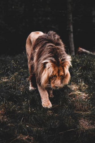 Cool Lion Wallpaper