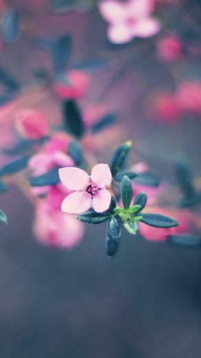 Four Petals Flower iPhone 5s Wallpaper
