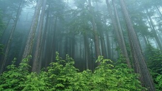 Forest Background Wallpaper