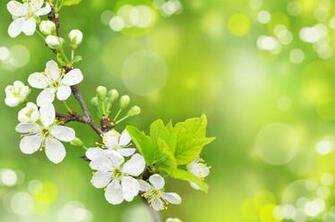 Spring Background Desktop