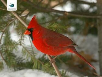 Related Pictures Cardinal Snow Wallpaper
