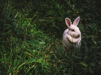 White Rabbits Wallpaper