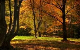 Fall Widescreen Desktop Wallpaper In HD