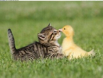 Animals Baby Farm Image Wallpaper Nose To Tweet