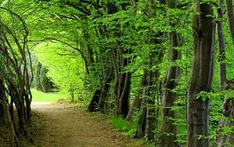 HD Forest Wallpaper