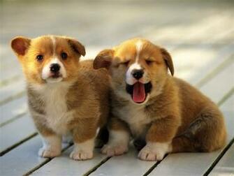 Sleepy Puppies Very Cute Animal Photo Wallpaper