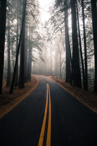 Wallpaper Forest Trees Fog Road Wallpapermaiden
