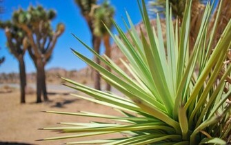 Joshua Tree Wallpaper