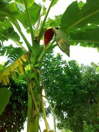 File Banana Tree Jpg