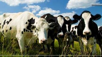 Image Gallery Holstein Cow Wallpaper For