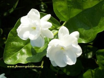Jasmine Flower Wallpaper News