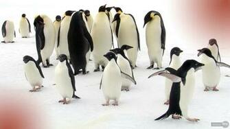 Penguin Wallpaper For Desktop