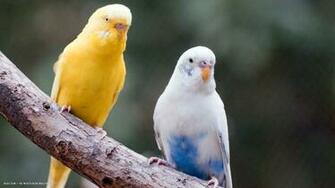 Budgie Two Female Budgies Birds HD Widescreen Wallpaper