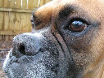 Cute Boxer Boxers Wallpaper
