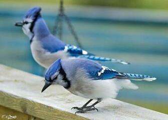 Blue Jays By Nini1965