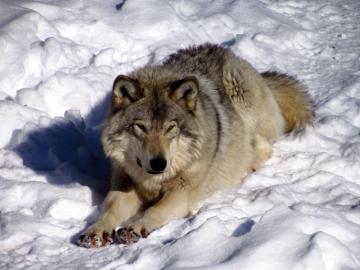 North American Timber Wolf Wallpaper HD