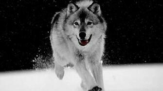 Black And White Wolf Desktop Wallpaper HDblackwallpaper