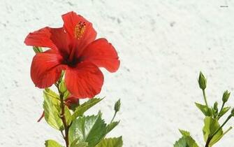 Hibiscus Wallpaper Flower