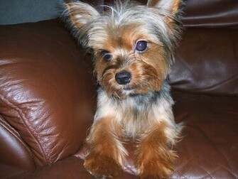 Terrier On The Couch Photo And Wallpaper Beautiful Yorkshire