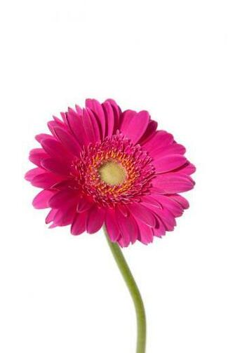 Hot Pink Gerber Daisy Wallpaper Creative Memes