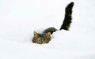 Cat HD Wallpaper Background
