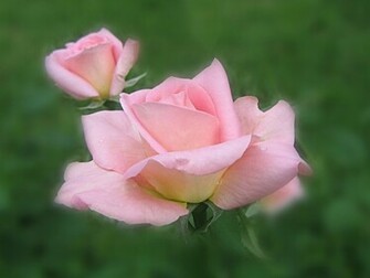 Beautiful Pink Roses Wallpaper