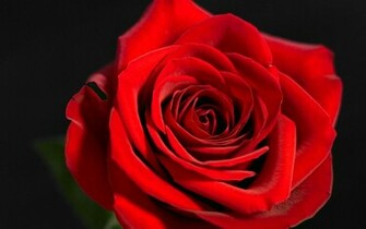 Red Rose Wallpaper HD