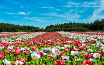 Flower Field Wallpaper