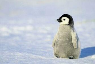 Baby Penguins